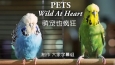 萌宠也疯狂